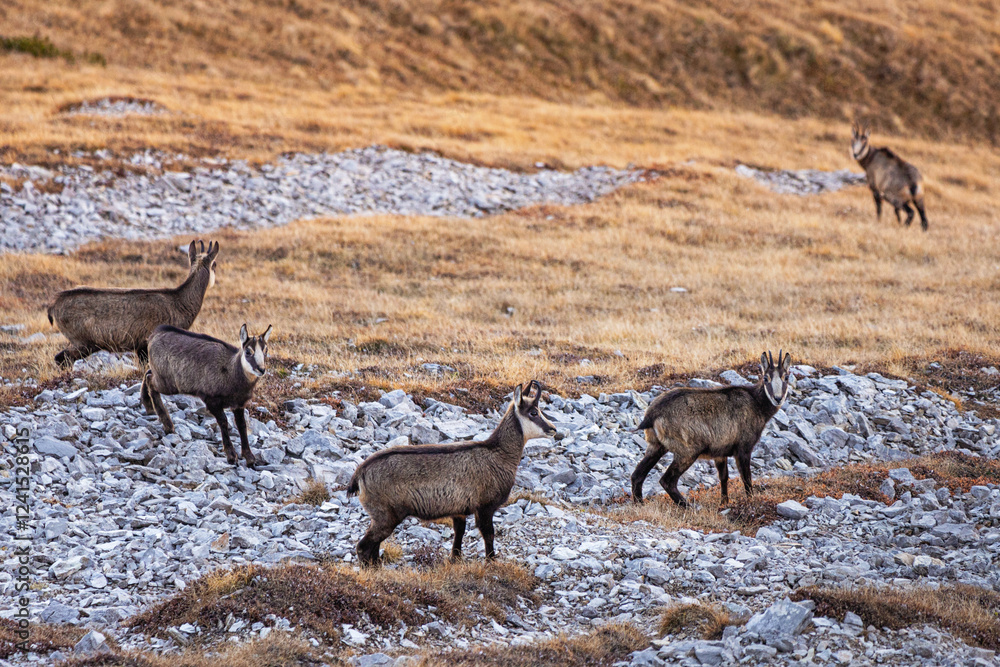 Chamois are walking on a rocky mountain slope with dry grass