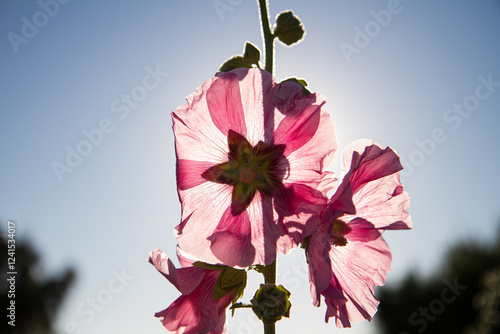 Backlit Flower2 photo