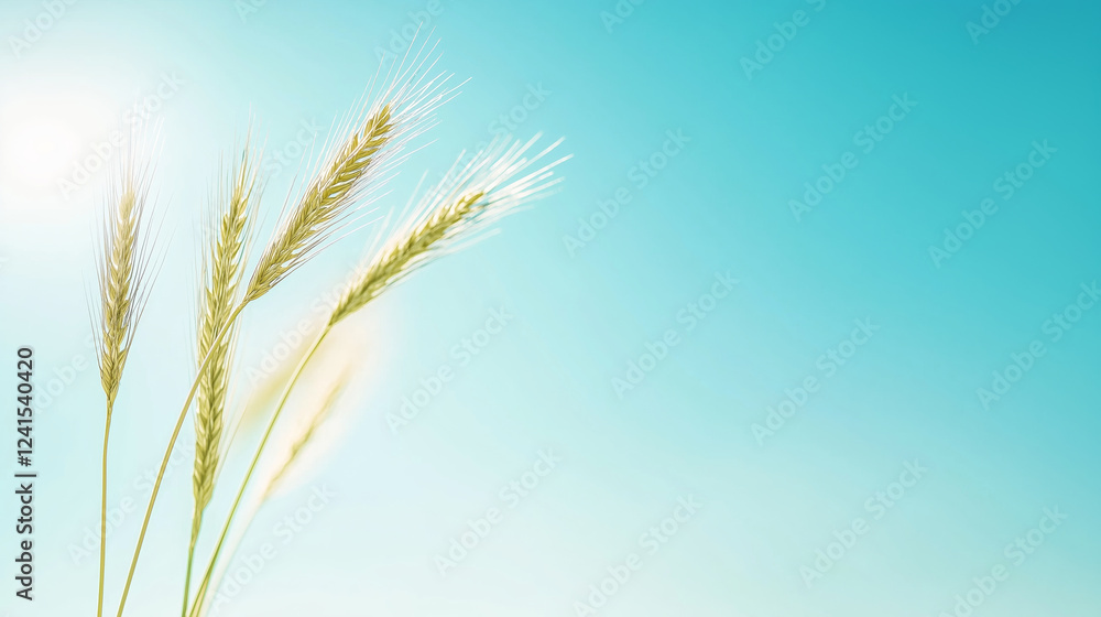 Close-up of green wheat stalks swaying gently in the breeze against a vibrant blue sky, creating a serene and minimalist natural background with soft, natural lighting and copy space Close-up of green wheat stalks swaying gently in the breeze against a vibrant blue sky, creating a serene and minimalist natural background with soft, natural lighting and copy space