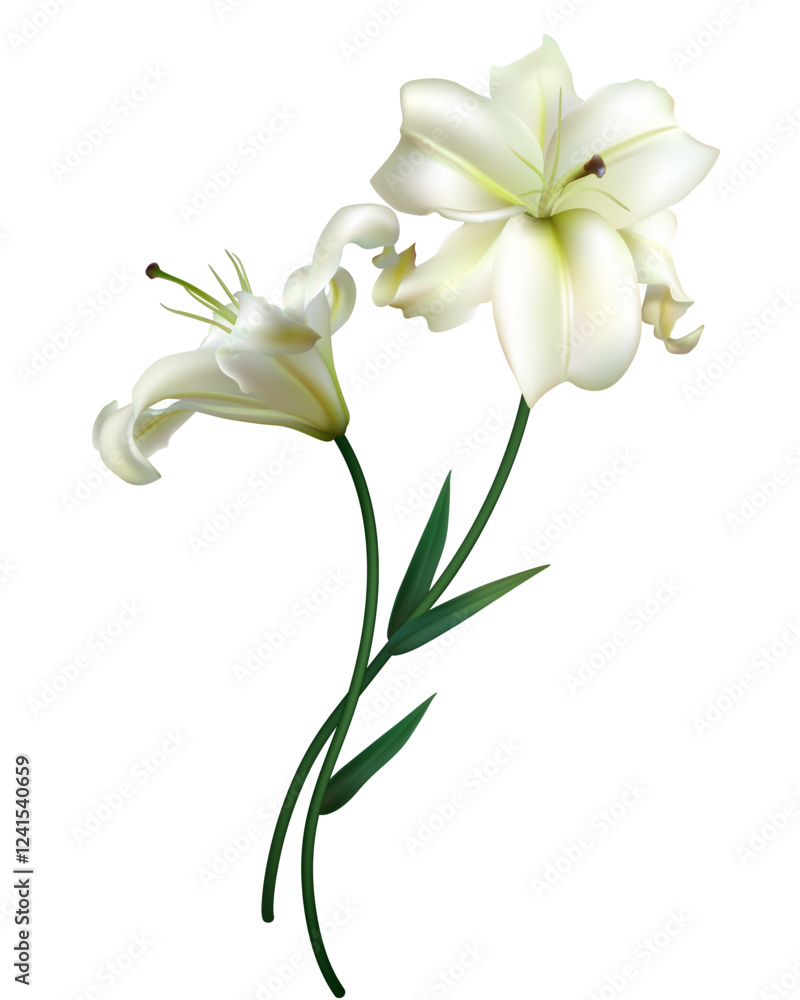 Obraz premium Two beautiful white lilies. Flowers. Floral background. Bouquet. Isolated. Green leaves.