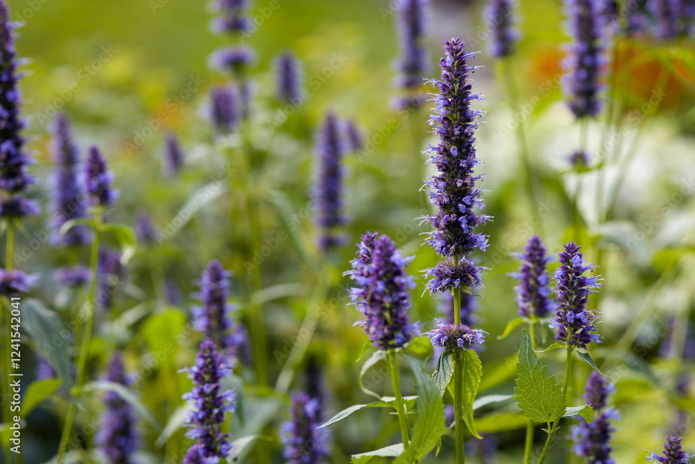Fototapeta premium Close-up of vibrant purple Agastache Hyssop flowers. Detailed view of their unique flower spikes.