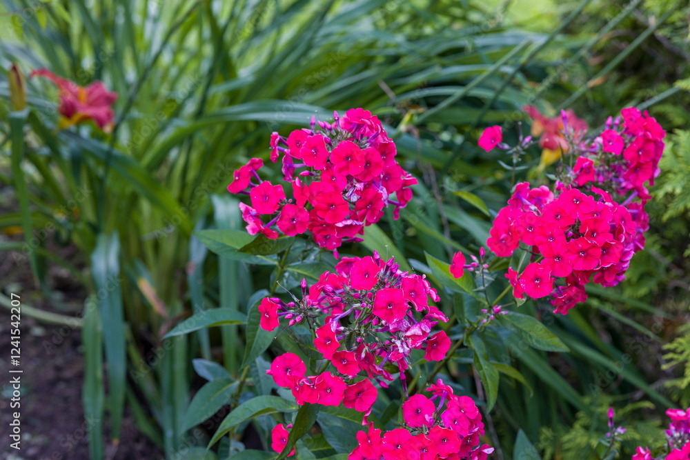 This image showcases a vibrant cluster of pink phlox flowers in full bloom, surrounded by lush green foliage. This image showcases a vibrant cluster of pink phlox flowers in full bloom, surrounded by lush green foliage.