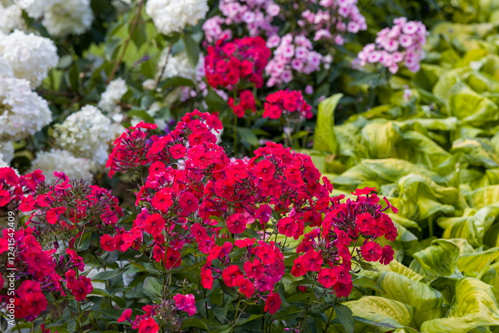 Colorful flower bed with hydrangeas, phlox, and hostas. Colorful flower bed with hydrangeas, phlox, and hostas.