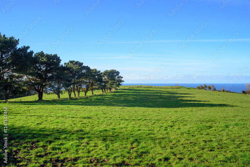 Filas de árboles en pradera de hierba frente al mar Filas de árboles en pradera de hierba frente al mar