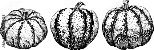 Hand drawn, vector, engraving illustration of different types of pumpkins. Autumn vegetable, fall gourd. Seasonal, Halloween and Thanksgiving decoration.	
