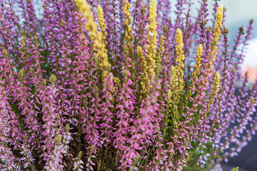 Autumn flower Heather - Calluna vulgaris in a flowerpot on a windowsill on a balcony Autumn flower Heather - Calluna vulgaris in a flowerpot on a windowsill on a balcony