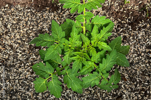 Bright green tomato sprout in a greenhouse in spring, the soil is mulched