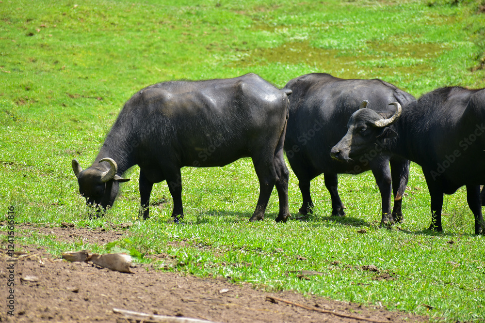 Fototapeta premium Group of Buffaloes grazing on green grass