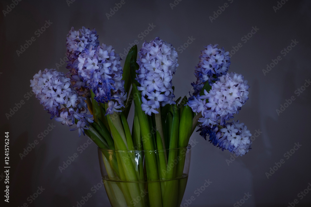 Fototapeta premium A bouquet of vibrant purple hyacinths in a clear glass vase against a dark moody background. The flowers are illuminated by soft lighting, casting gentle shadows on the wall.
