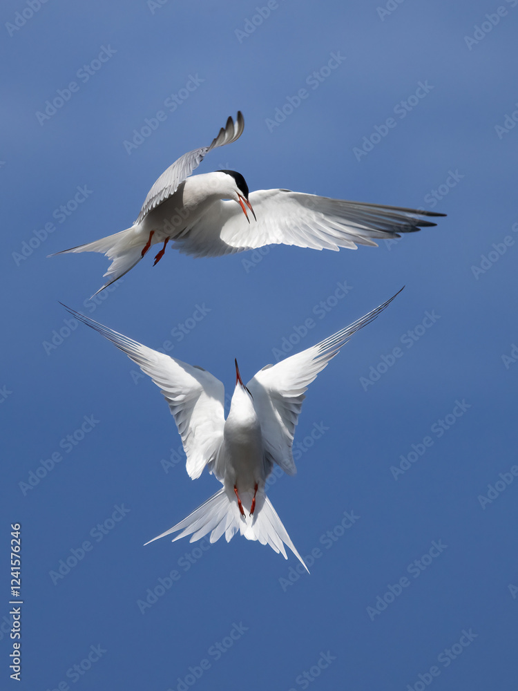 Common tern Common tern