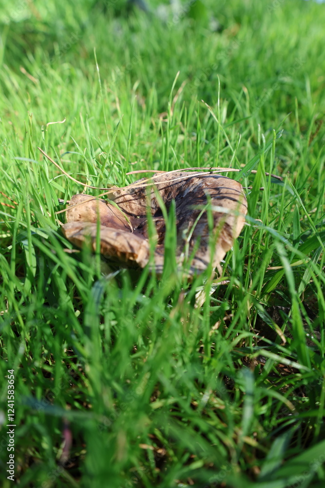 Obraz premium Brown mushroom grass. High quality photo
