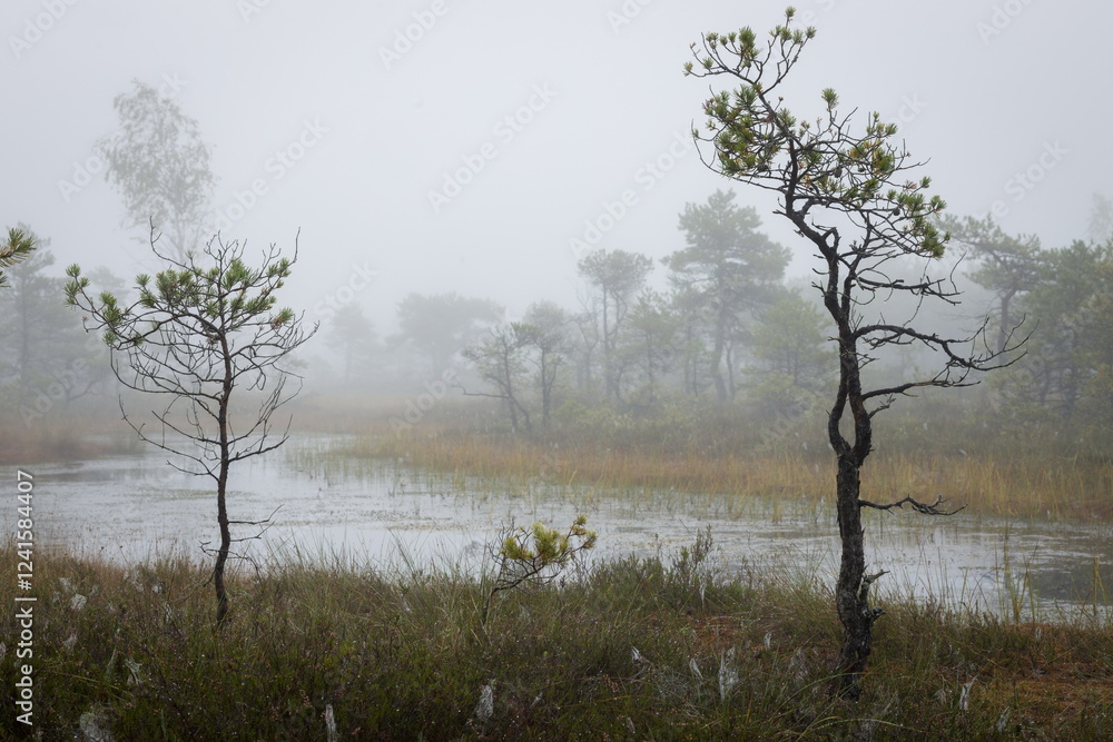 Misty forest landscape with small pine trees and a tranquil pond. Misty forest landscape with small pine trees and a tranquil pond.