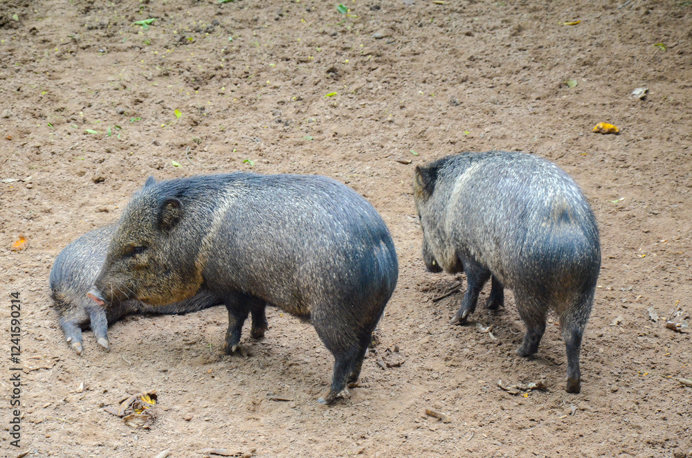 Group of Collared Peccary walking around a zoo Group of Collared Peccary walking around a zoo