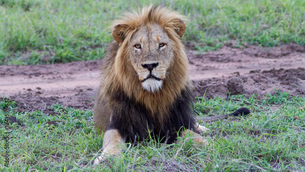 Africa's Heartbeat: The Lion in All Its Majestic Splendor Africa's Heartbeat: The Lion in All Its Majestic Splendor
