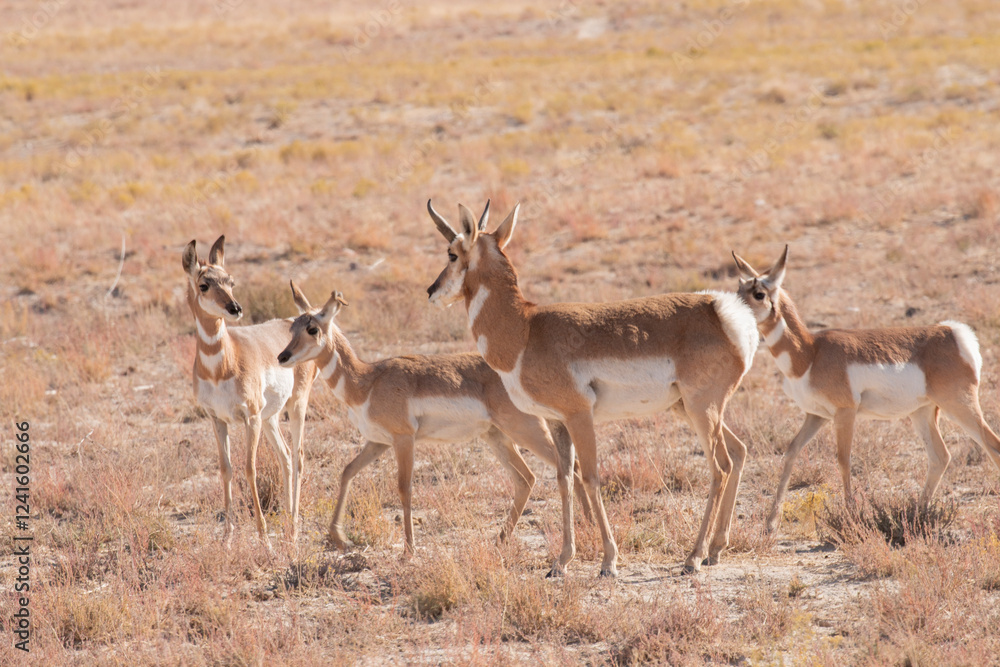 Fototapeta premium Pronghorn Antelope Buck and Does in the Utah Desert
