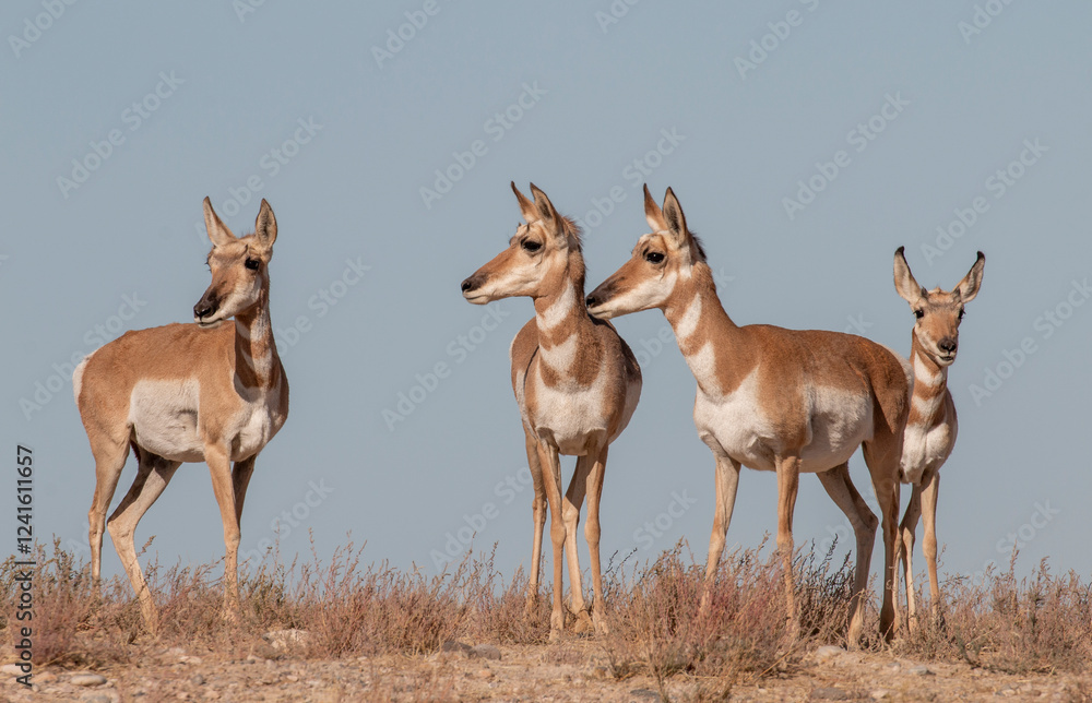 Pronghorn Antelope Does in the Utah Desert Pronghorn Antelope Does in the Utah Desert