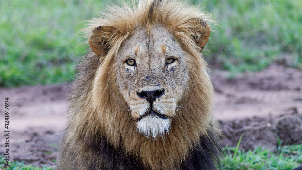 Africa's Heartbeat: The Lion in All Its Majestic Splendor Africa's Heartbeat: The Lion in All Its Majestic Splendor