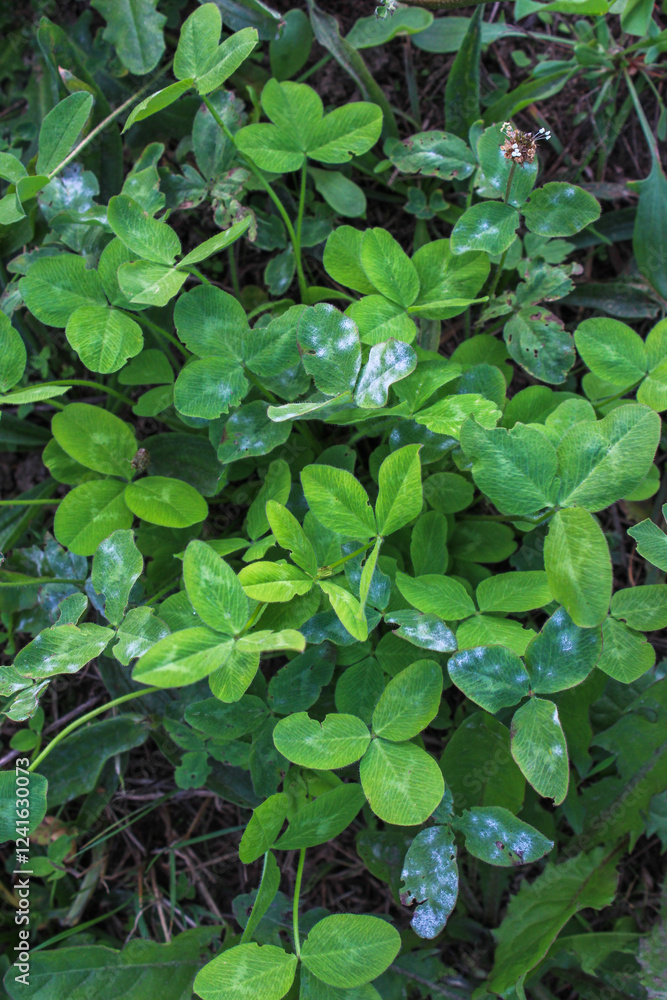 Green background with three-leaved clovers. St. Patrick's day holiday symbol. Green background with three-leaved clovers. St. Patrick's day holiday symbol.