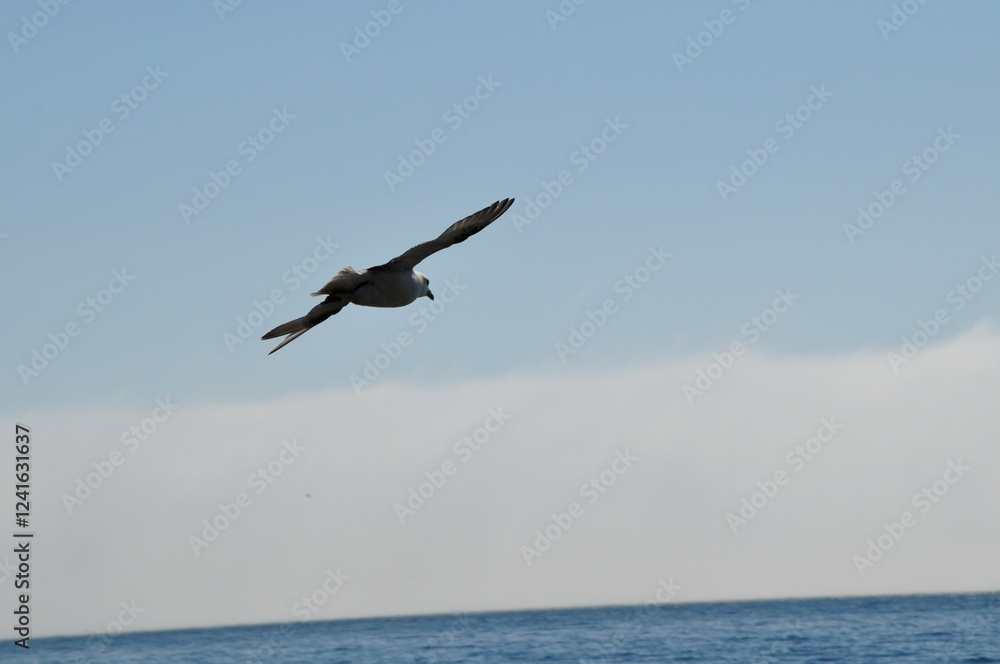 Naklejka premium Seagull heading out to sea in Iceland
