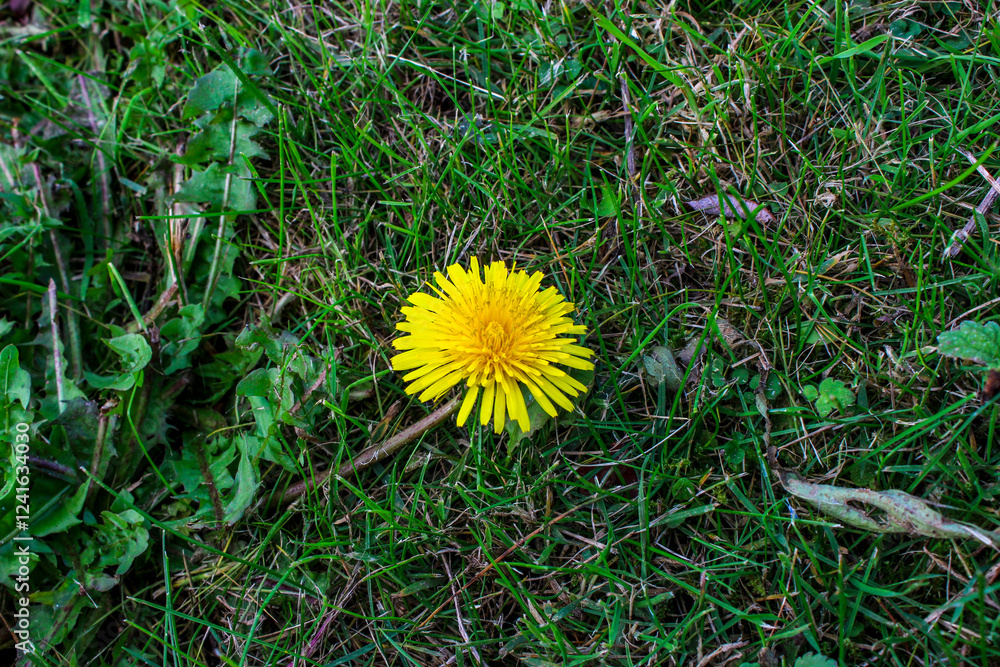 Green field with yellow dandelion. Close-up of yellow spring flower in the green grass. Green field with yellow dandelion. Close-up of yellow spring flower in the green grass.
