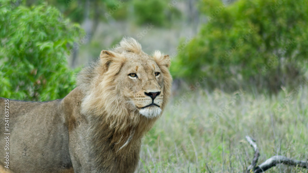 Africa's Heartbeat: The Lion in All Its Majestic Splendor Africa's Heartbeat: The Lion in All Its Majestic Splendor