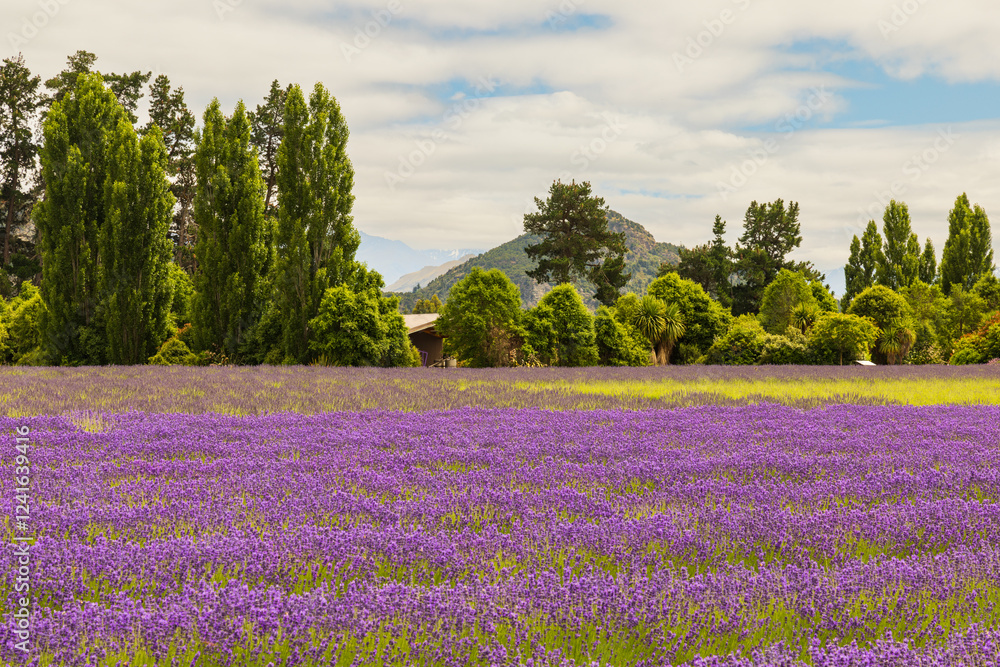 Obraz premium Lavendel fields near Wanaka, New Zealand