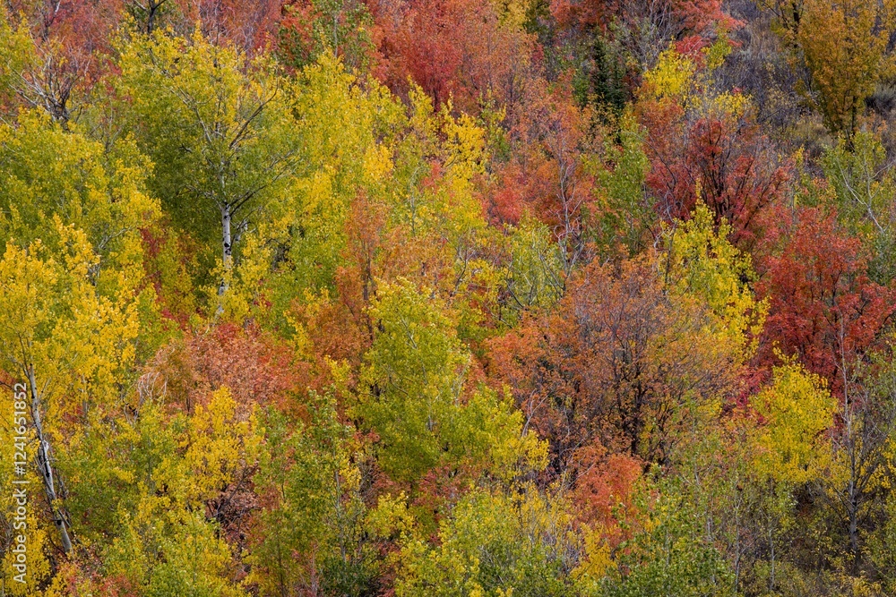 USA, Idaho. St. Charles along Green Canyon Road with hillside blazing in fall color with canyon maple and Aspens.