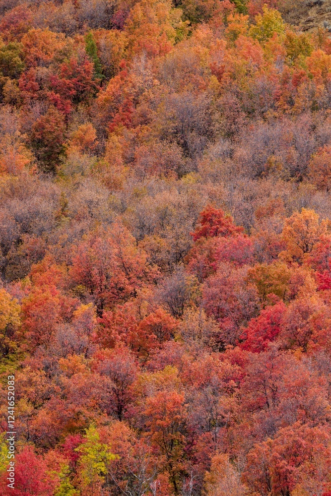 USA, Idaho. St. Charles along Green Canyon Road with hillside blazing in fall color with canyon maple and Aspens. USA, Idaho. St. Charles along Green Canyon Road with hillside blazing in fall color with canyon maple and Aspens.