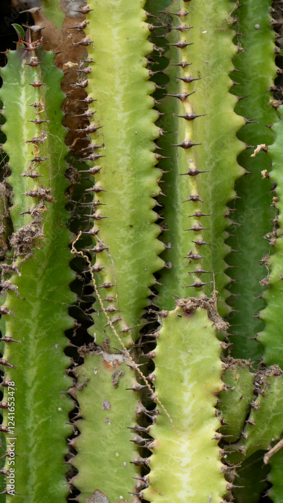 cactus close up cactus close up
