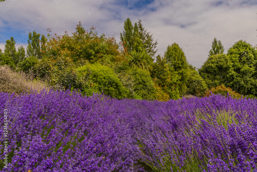 Naklejka premium Lavendel fields near Wanaka, New Zealand