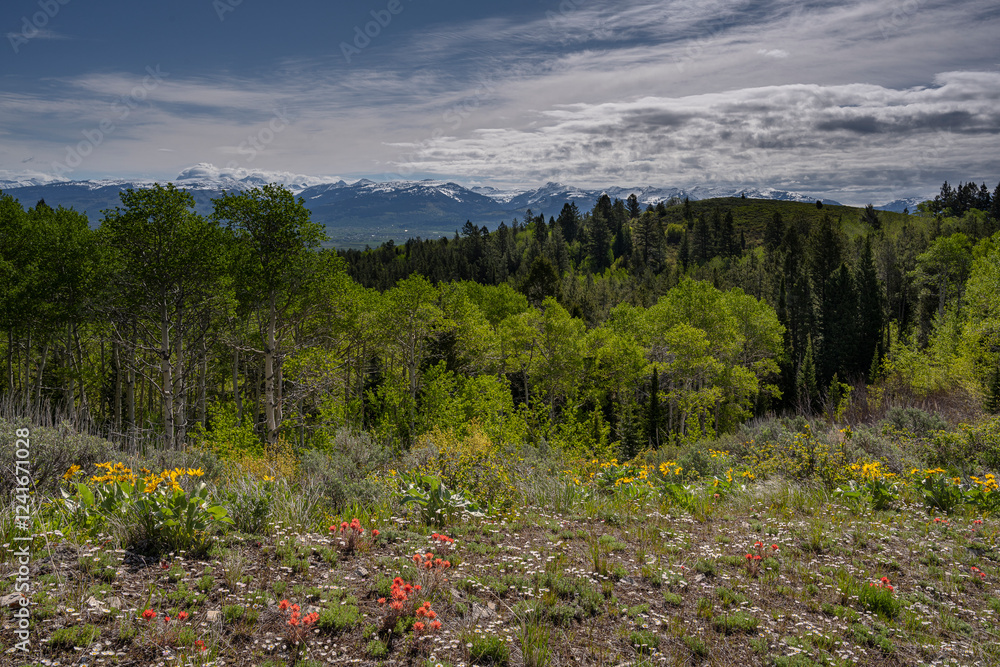 USA, Idaho. Landscape of wildflowers and spring aspen trees and view of Tetons from Big Hole Mountains