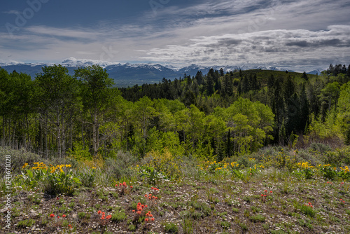 Obraz na płótnie USA, Idaho. Landscape of wildflowers and spring aspen trees and view of Tetons from Big Hole Mountains w salonie