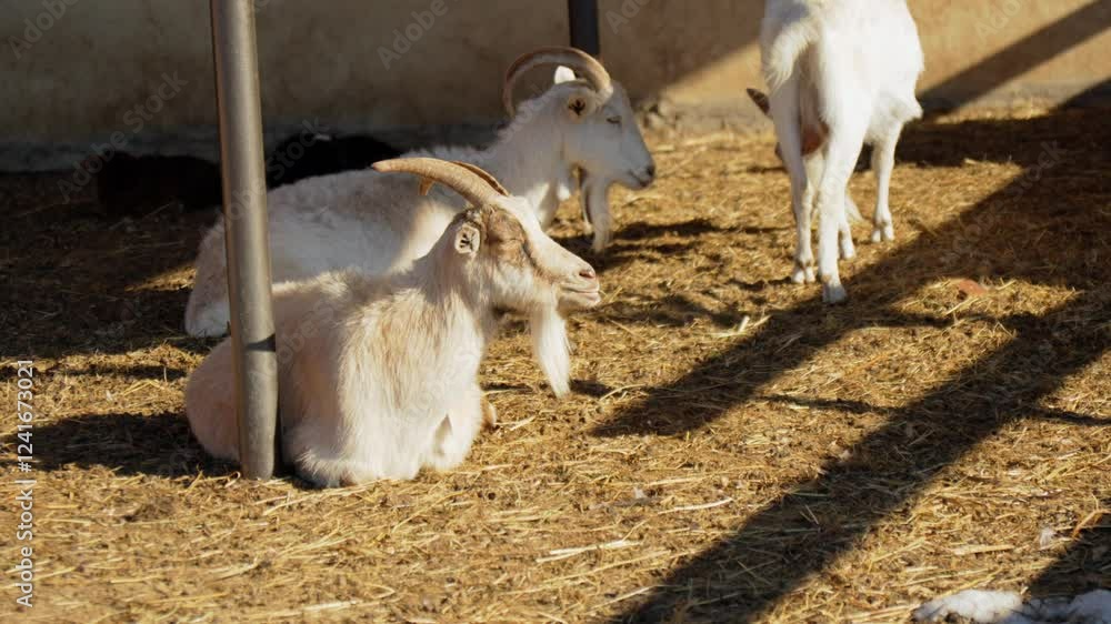 Goats back in the warmth of the sun while enjoying the rustic surroundings and fresh straw