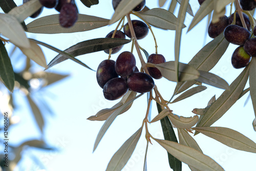 Vibrant clusters of dark olives hang delicately from silvery-green leaves under a clear blue sky, showcasing nature's bounty and beauty. photo