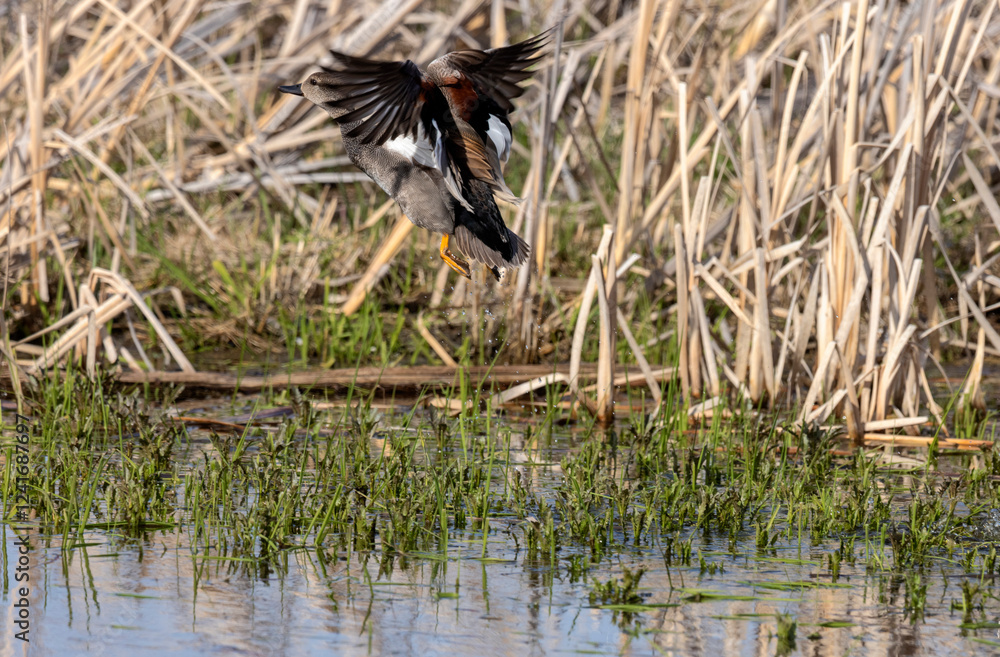 Male Gadwall at Ninepipe National Wildlife Refuge in the Mission Valley, Montana, USA. Male Gadwall at Ninepipe National Wildlife Refuge in the Mission Valley, Montana, USA.