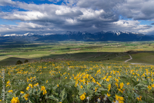 Arrowleaf balsamroot wildflowers on the hills at the National Bison Range, Montana, USA. photo