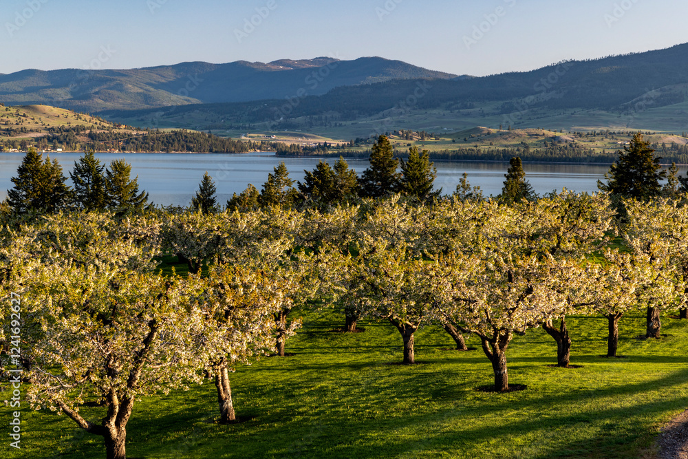 Cherry Orchard in bloom along Flathead Lake near Polson, Montana, USA.
