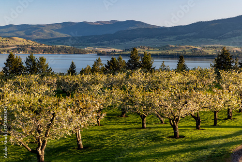 Obraz na płótnie Cherry Orchard in bloom along Flathead Lake near Polson, Montana, USA. w salonie