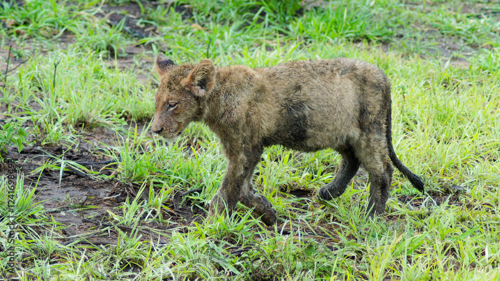 Wild & Free: Baby Lion in the African Wilderness Wild & Free: Baby Lion in the African Wilderness