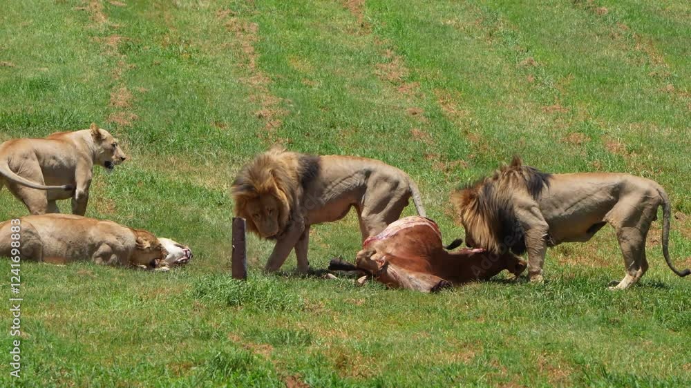 A pride of lions feeding on a fresh kill, with dominant males asserting control by keeping the females in check. A raw display of hierarchy and power in the wild African savanna. A pride of lions feeding on a fresh kill, with dominant males asserting control by keeping the females in check. A raw display of hierarchy and power in the wild African savanna.