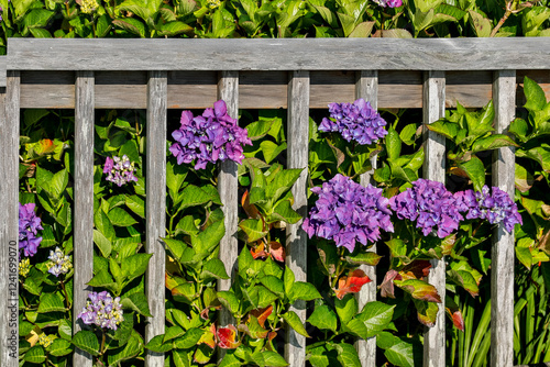 USA, Oregon, Cannon Beach. Blue color Hydrangea blooms with old wooden picket fence