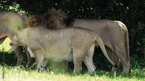 A group of lions interacts beneath the shade of a tree, displaying social bonds and hierarchy. A fascinating moment of wildlife behavior, taken during a safari game drive.