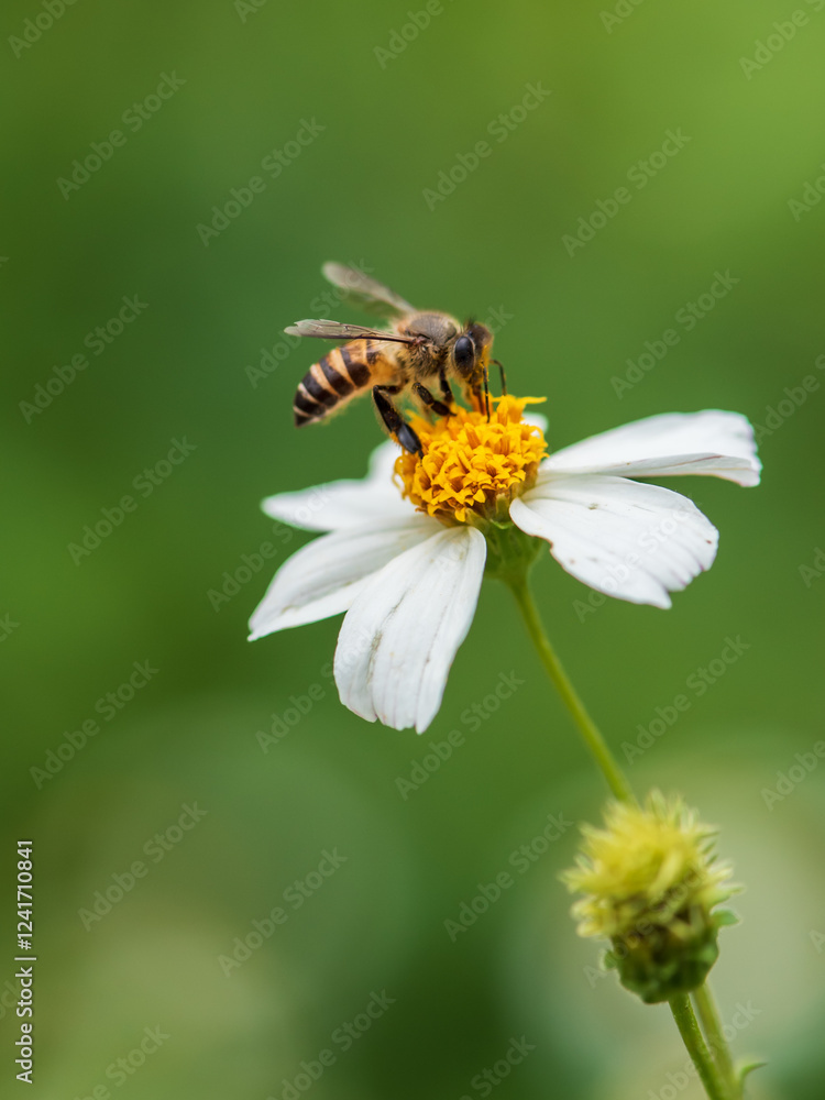 bee on daisy bee on daisy
