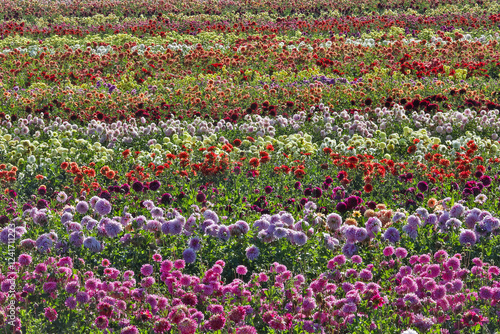 USA, Oregon, Wilsonville. Dahlia field layering of colorful Dahlias photo