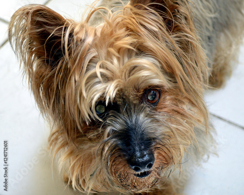 Silky terrier with questionable look 