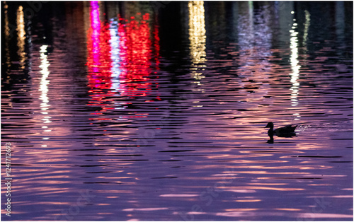 USA, Oregon, Tualatin. Sunset and lights in small pond reflections with lone duck silhouetted photo