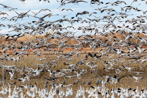 USA, New Mexico. Bosque Del Apache National Wildlife Refuge, sandhill crane and snow geese flying. photo