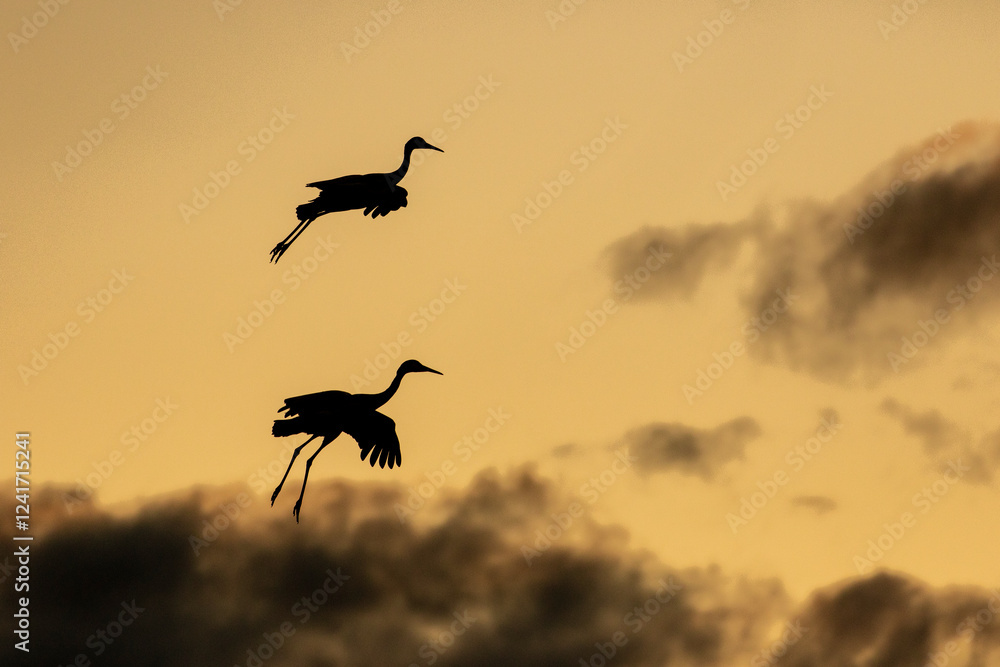 USA, New Mexico. Bosque Del Apache National Wildlife Refuge, sandhill crane silhouetted and in flight USA, New Mexico. Bosque Del Apache National Wildlife Refuge, sandhill crane silhouetted and in flight
