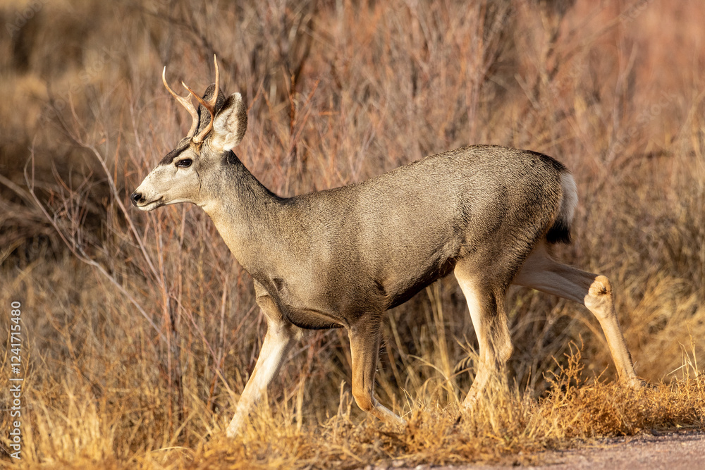 USA, New Mexico. Bosque Del Apache National Wildlife Refuge and mule deer buck in autumn USA, New Mexico. Bosque Del Apache National Wildlife Refuge and mule deer buck in autumn
