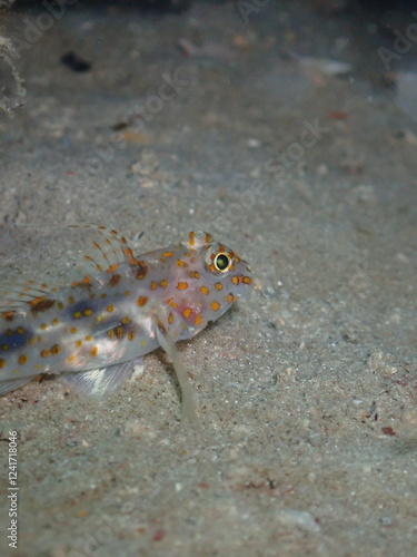 Scuba diving at Andaman island havelock photo